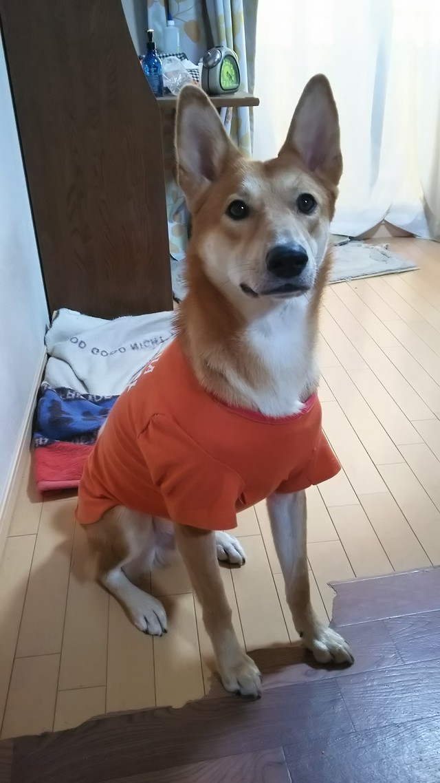 リメイク犬服tシャツ Mサイズ ハンドメイドショップ けだま