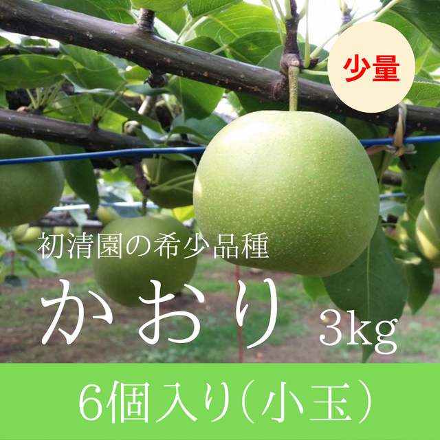 希少な芳醇梨 少量 かおり小玉 6個入り 3kg 初清園オンラインショップ