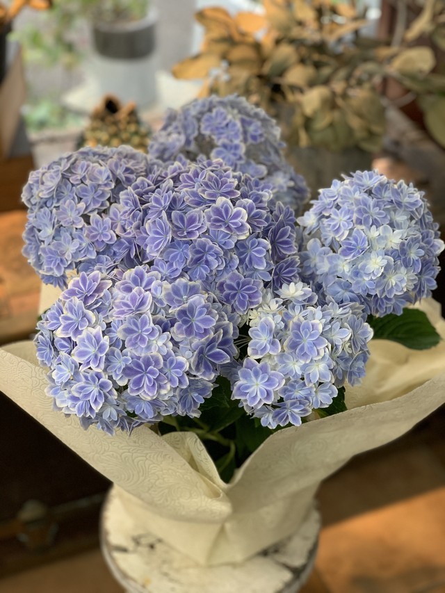 母の日 鉢アジサイ 万華鏡ブルー スイートブロッサムフラワーズ