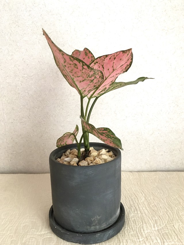 観葉植物 アグラオネマ アンヤマニー Miztiq Plants Shelf