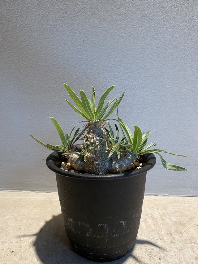 Pachypodium Gracilius パキポディウム グラキリス 実生no 2 Hanacho Exotics Plants