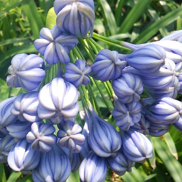 シェルジンジャー12cmポット苗 Hanazukin 花ずきん 農家直送の花苗 シンビジュームの花束