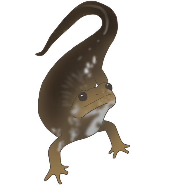 トウキョウサンショウウオ Iphone6 6s 7 8ケース 爬虫類グッズ専門店 Replibera