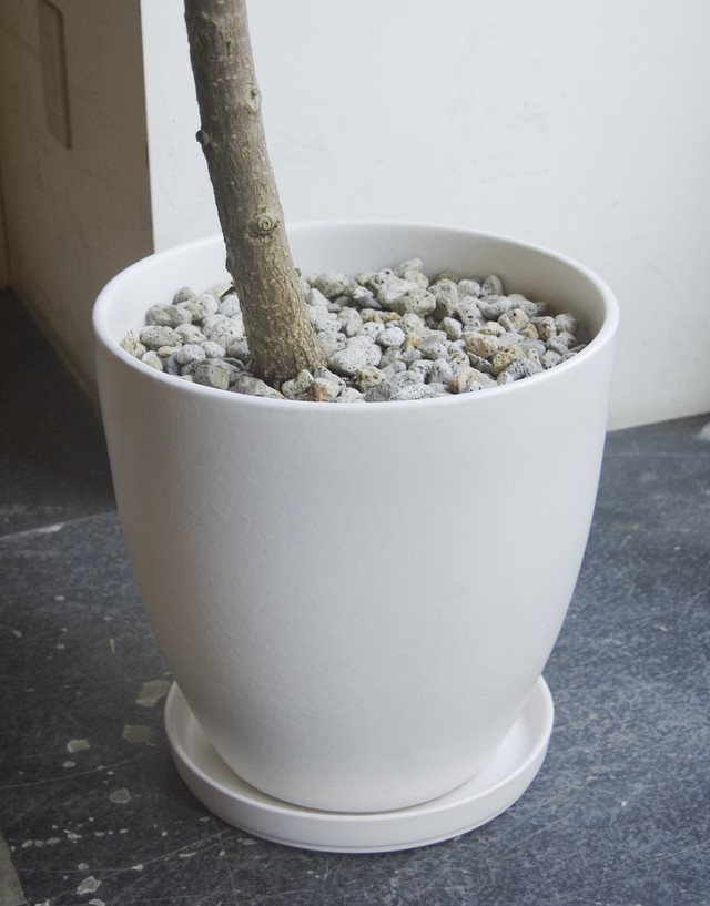 23区内限定配送 フィカス エラスティカ ソフィア Neo Green