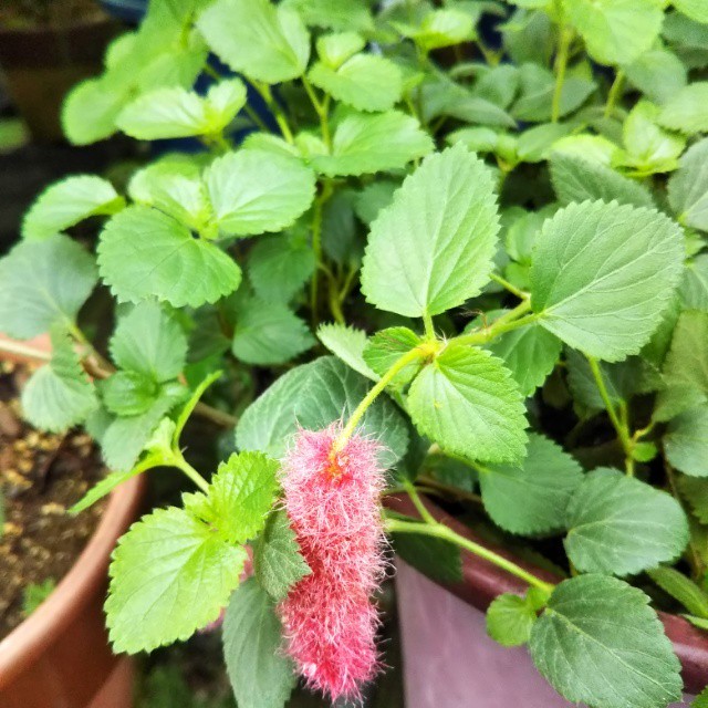 最高キャットテール 花 すべての美しい花の画像