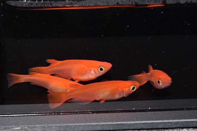 販売再開 スーパー楊貴妃 2ペア 天草美咲めだか