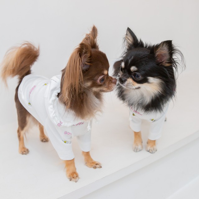 Honeybeeパーカー White Pink 犬服 人気 犬の服 おしゃれ ドッグウェア 小型犬 犬服ブランド Chicc ドッグウェアブランド