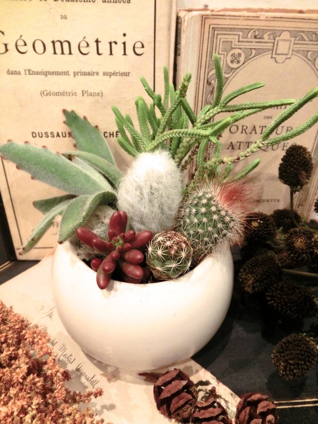 Alot多肉植物寄せ植え 猩々丸 幻楽 月兎耳 Etc 多肉植物mix寄せ植え Alot