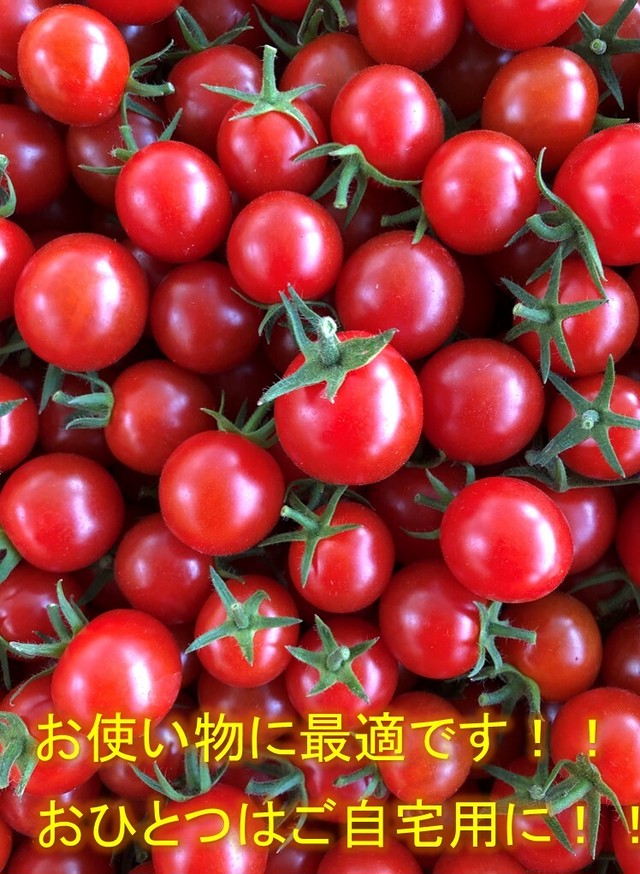 トマト好きが 恋をする 1000ｇ 2 金赤トマトミニ にじまち 金赤トマト 高糖度ミニトマト 通販
