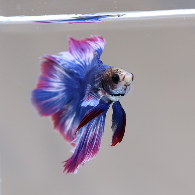 ベタ ダブルテール 藍色系 緋色系 オス 泡 Abuku ベタ ダブルテール 藍色系 緋色系 オス 泡 Abuku