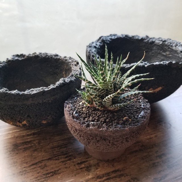 Fp1216 ハオルチア チョベリバ 小丸鉢 F Labo