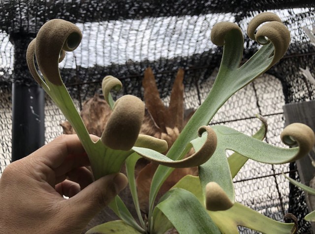 ビカクシダ 胞子10種のセット Tgn Kemoziya