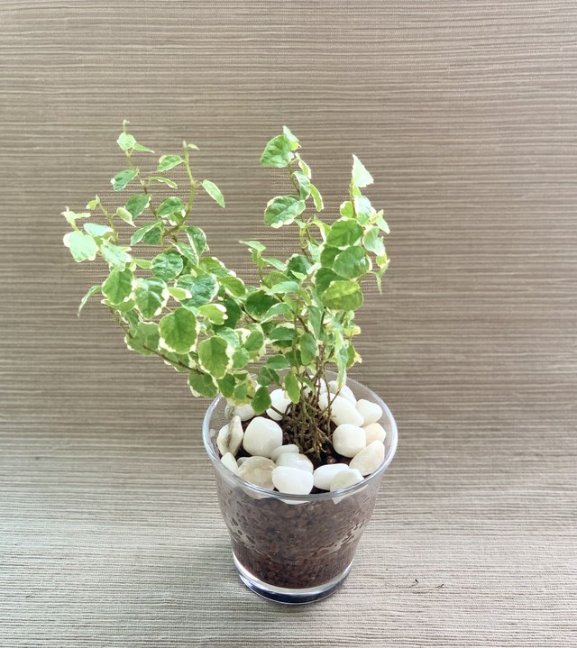 ミニ盆栽 観葉植物フィカスプミラ Mizuki