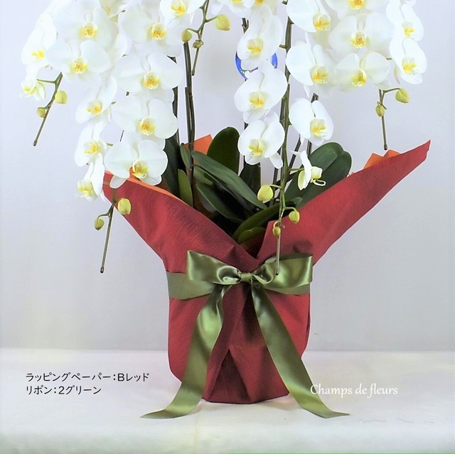 大阪市内配送限定 ミディ胡蝶蘭鉢 選べるラッピング付き 小さな花が愛らしいミディ胡蝶蘭5本立ち Champs De Fleurs