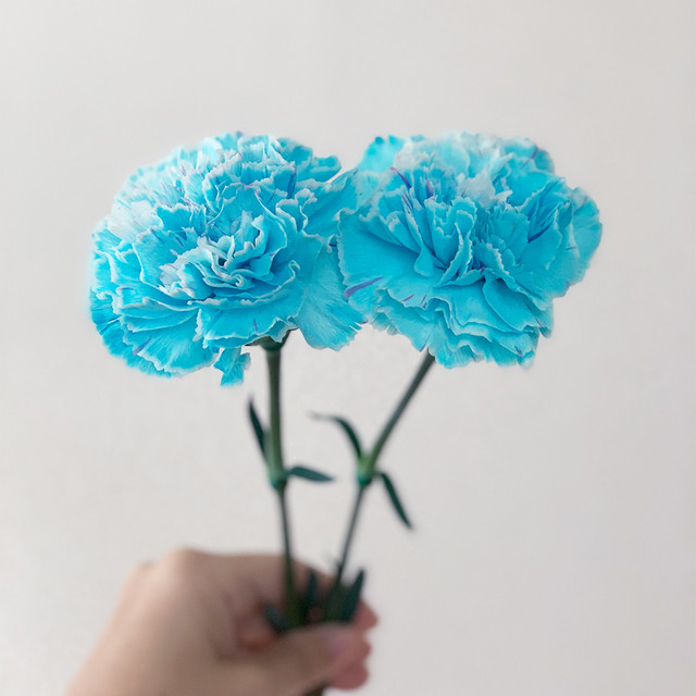 One Flower カーネーション(精華園 岩田秀一)