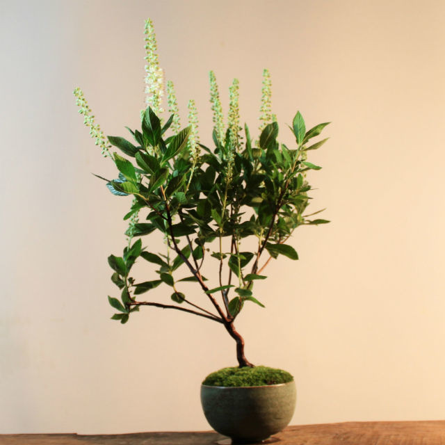 花物盆栽 アメリカリョウブ 盆栽と山野草の植物店 八百日 Yaoca Bonsai Plants