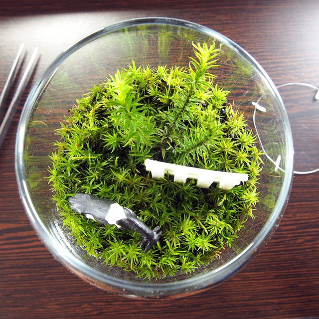 苔テラリウム 手作りキット一式 ワイングラス 工房 津軽moss