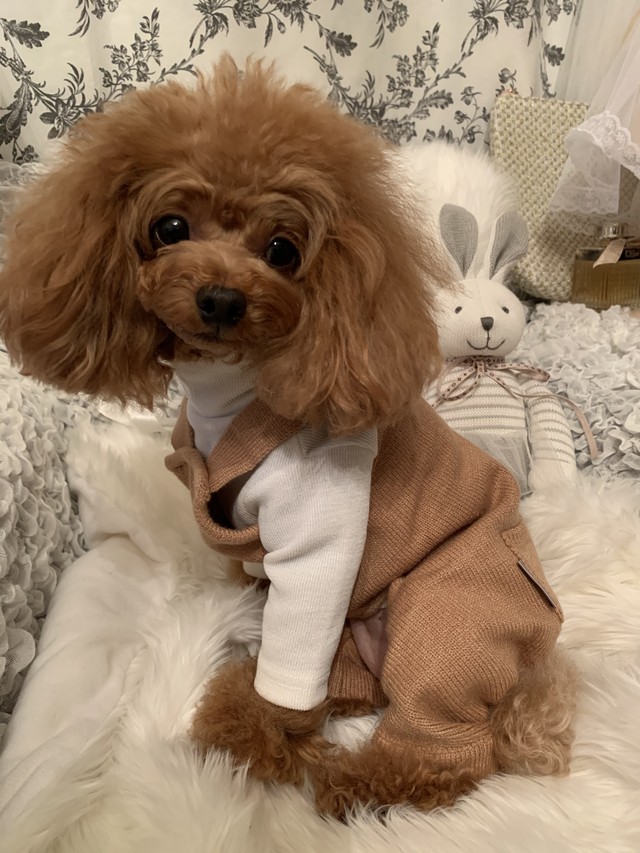 ポケット付きニットサロペット 犬服 犬 ドッグウェア ペット 小型犬 パンツ サロペット ニット ニットサロペット 新作 秋冬 人気 かわいい Petitkano