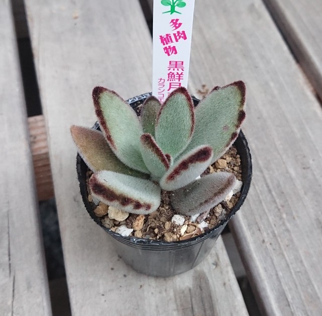 多肉植物 カランコエ 黒鮮月兎耳 じもん商店