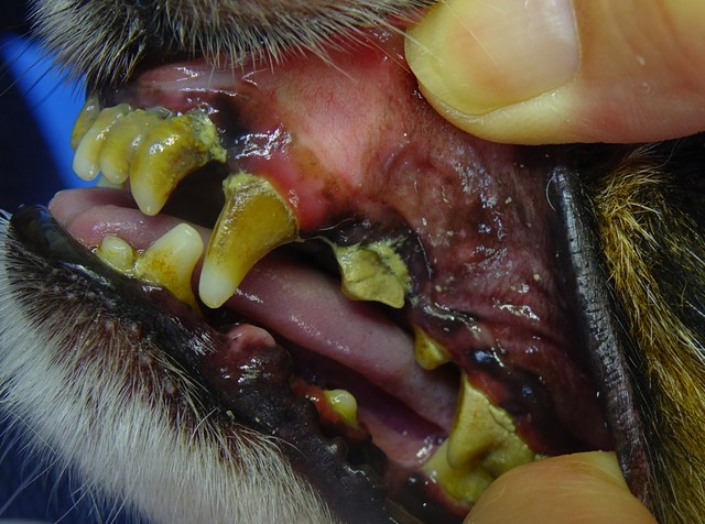 マジックゼオ最強3点セット 犬 歯磨き粉 犬 歯石取り 歯石予防 犬用品 Abcdog
