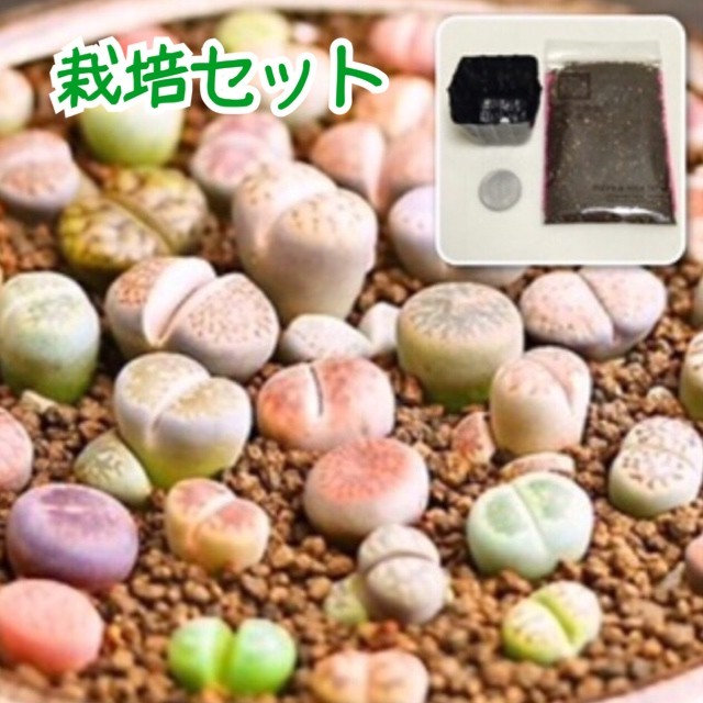 栽培セット リトープス ミックス メセン 多肉植物 たにくほんぽ