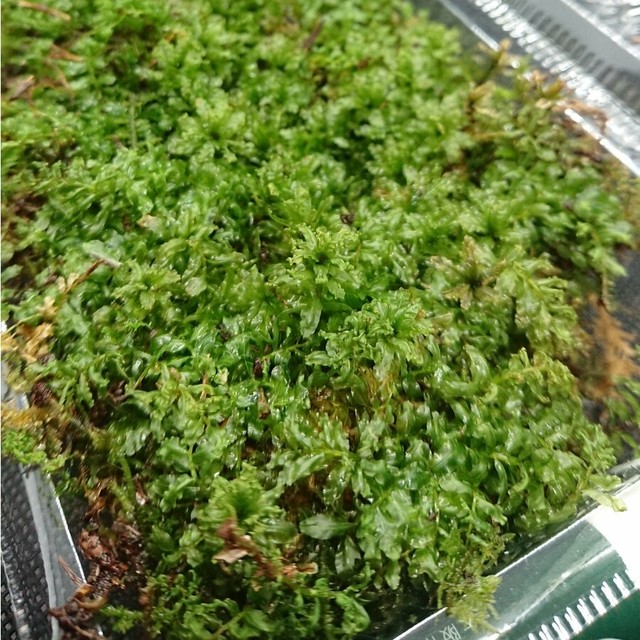 水辺の緑のお花畑 天然ツルチョウチンゴケ 波立つ葉が魅力的 蓋つきコケリウムベースコケにおすすめ クリックポスト送料全国無料 ナチュライフ 水辺の緑のお花畑 天然ツルチョウチンゴケ 波立つ葉が魅力的 蓋つきコケリウムベースコケにおすすめ クリックポスト送料全国無料 ナチュライフ