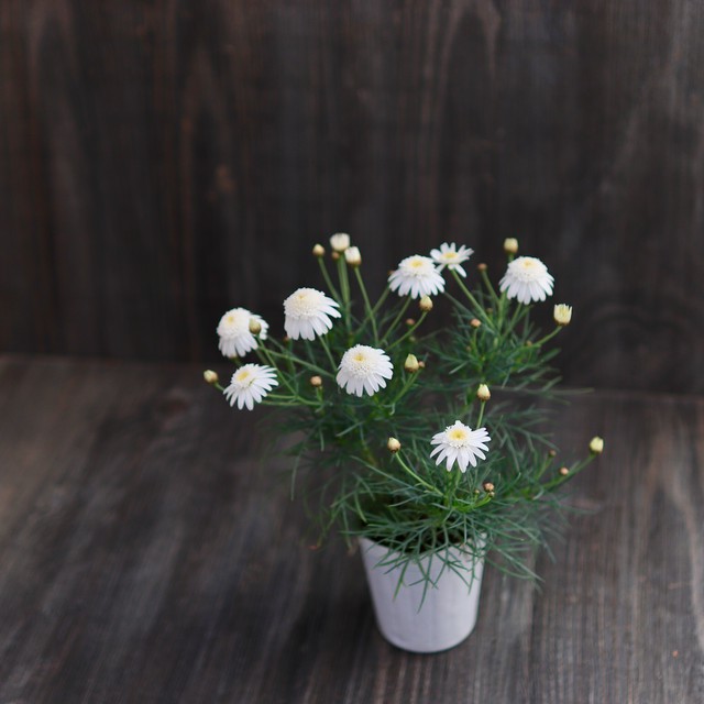 葉っぱの概念を変えたマーガレット ダブルチェルシーガール 松原園芸