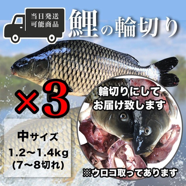 鯉の輪切り 中サイズ ３匹 活鯉時1 2 1 4kg 厚さ選択可 食用鯉 切り身 コイ こい 販売 鯉こく用 煮付け用 鯉のあらい フナの甘露煮 ナマズ切身 活ドジョウ 美味しい川魚 ハスミフーズ