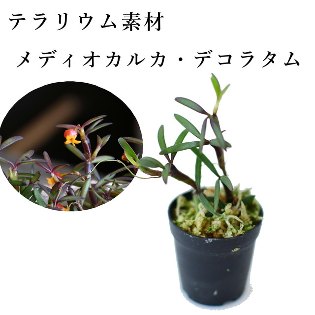 その他の植物 シダ 蘭 苔テラリウム専門ショップ道草