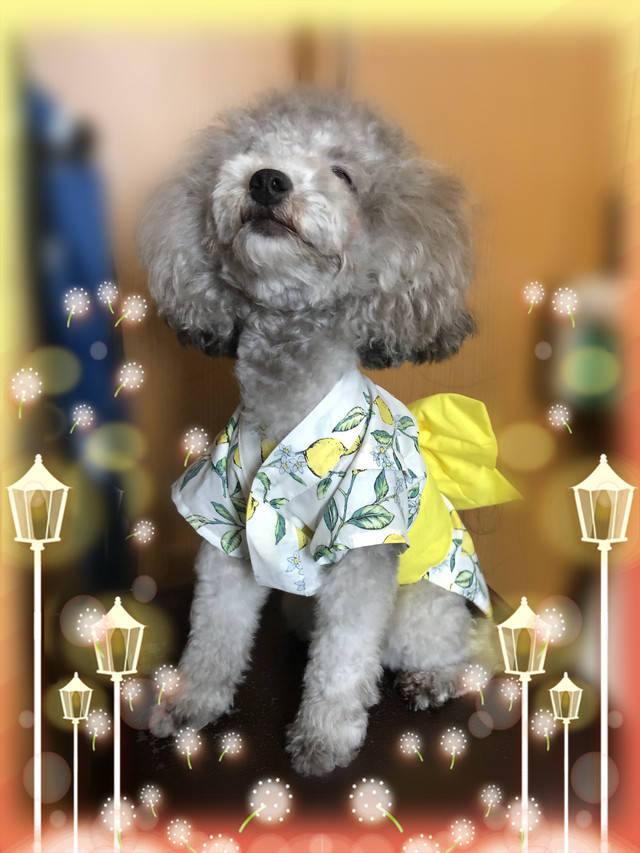 犬服 浴衣 ゆかた 花柄 女の子用 Ss Kfamily7345