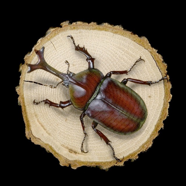 原画 輪切り絵アート 国産カブトムシ Ver1 6 Rhinoceros Beetle ｊギャラプラス