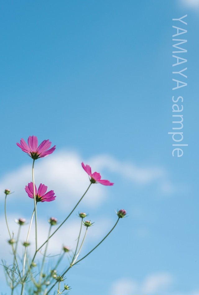 ブランド品専門の デジタルプリントクロスue4444 W10ｘh2700 その他 Puffgota Com Br