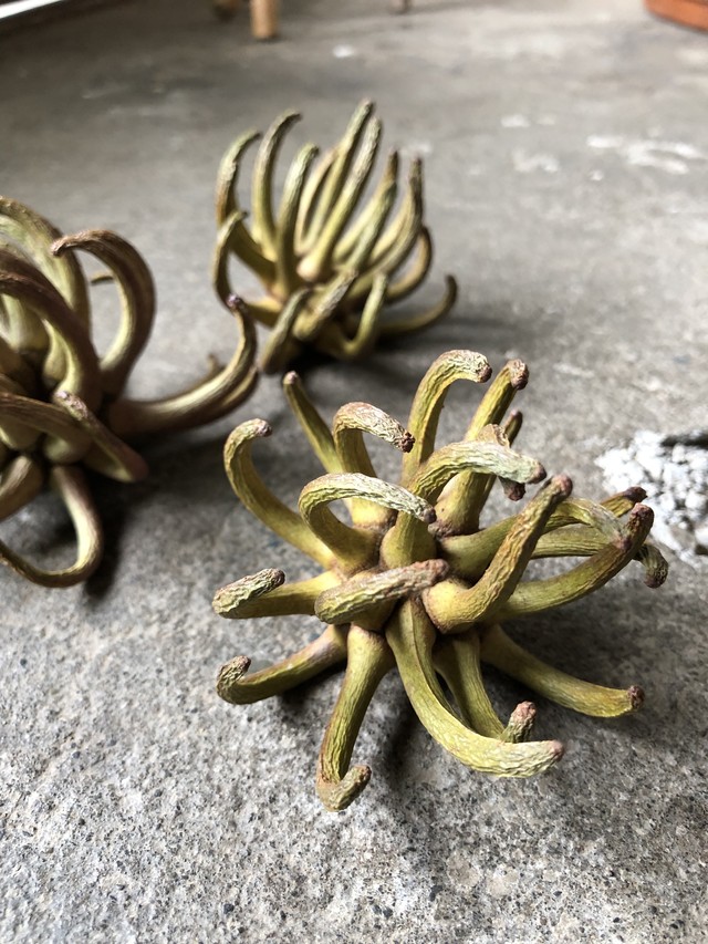 ユーカリ スパイダーガムクロー ドライフラワー Memento Dried Flower Arrangement ドライフラワー通販 ユーカリ スパイダーガムクロー ドライフラワー Memento Dried Flower Arrangement ドライフラワー通販