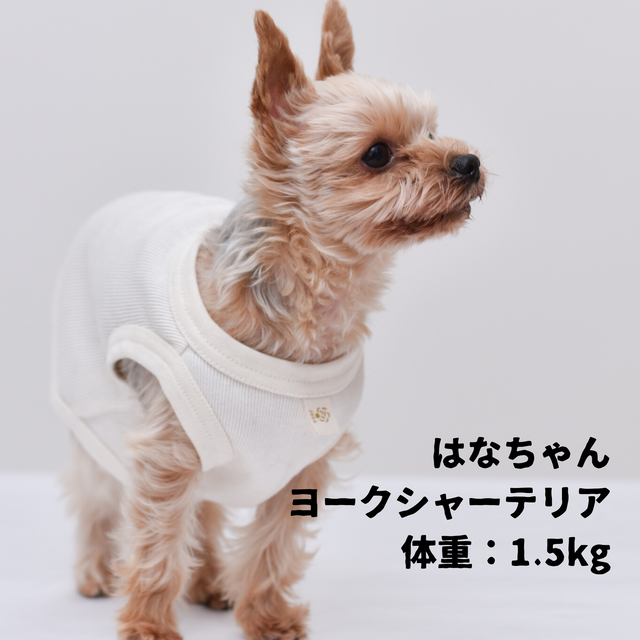 綿のめぐみ 犬用オーガニックコットンウェア S Morikaraumie