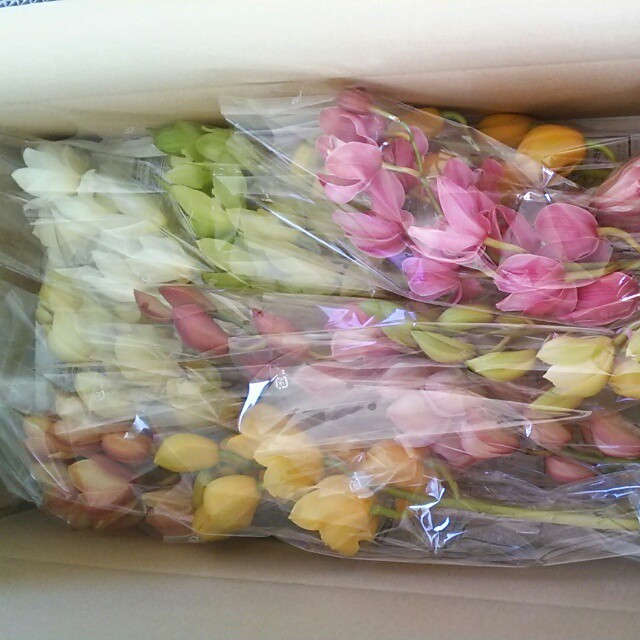 シンビジュームの切り花 Mix１箱 Hanazukin 花ずきん 農家直送の花苗 シンビジュームの花束