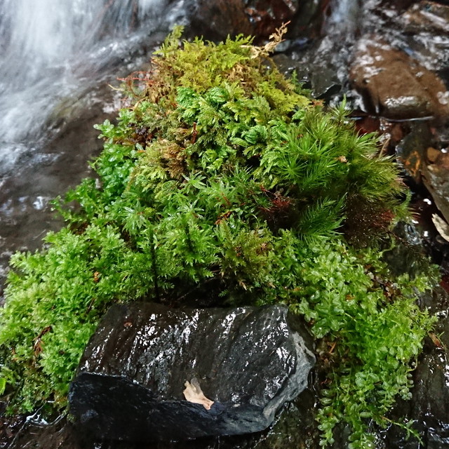 送料無料 コスパ最強 渓流苔6種類 天然コウヤノマンネングサ苔石