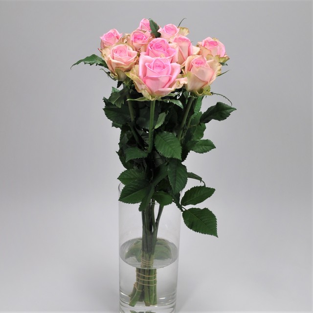 Rose アンドロイド 10本 (JAしみず バラ部会)