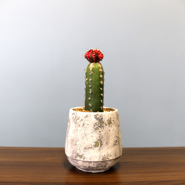 クリスマスカラーの接木サボテン 奇緑屋 Kimidoriya