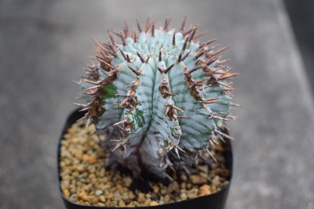 ユーフォルビア ゼブラホリダ Planimal225