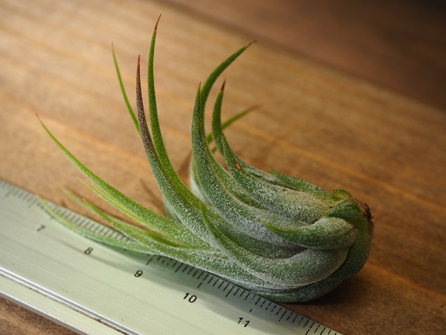 チランジア コルビー T Kolbii 常葉植物園