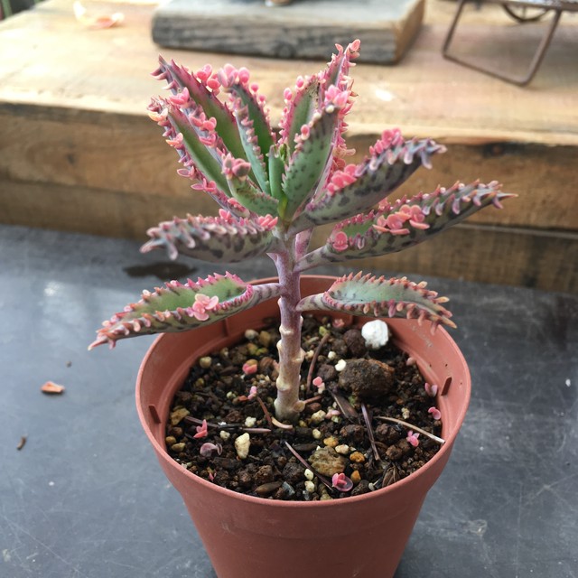 不死鳥錦 Rupo 多肉植物専門店