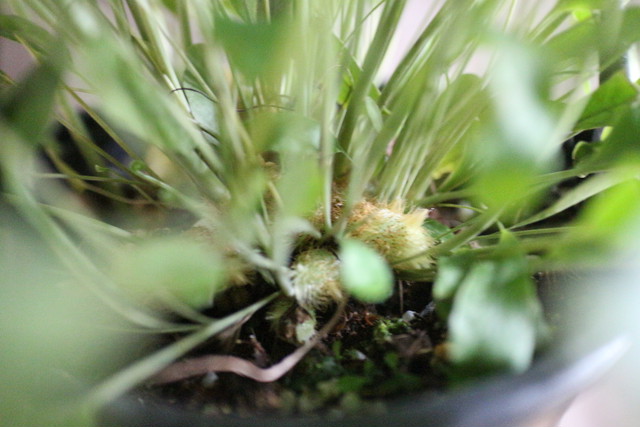 フレボディウム オーレウム ブルースター Jujumaru Webshop