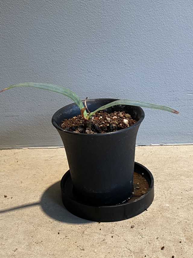 Welwitschia Mirabilis ウェルウィッチア ミラビリス 奇想天外 Hanacho Exotics Plants