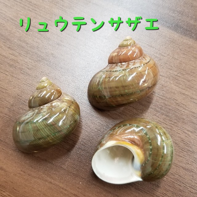 殻口約2 3cm リュウテンサザエ ドッグサロン オカヤドカリショップ Dear Wan