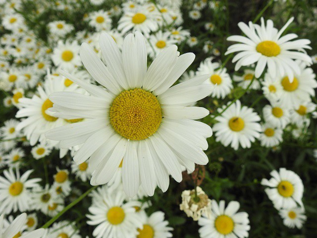 マーガレットの写真 写真屋 ６ 植物