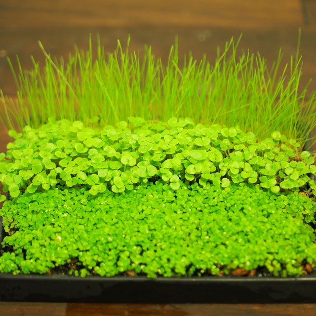 手軽に緑のじゅうたんが作れる 水草の種 めだか水産 苔部