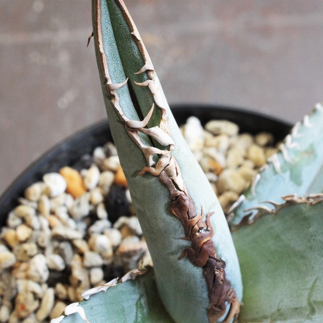 現物 実生チタノータ ブルー アガベ 多肉植物 多肉植物メインの植物店 Succulents Plants Gemmafolia