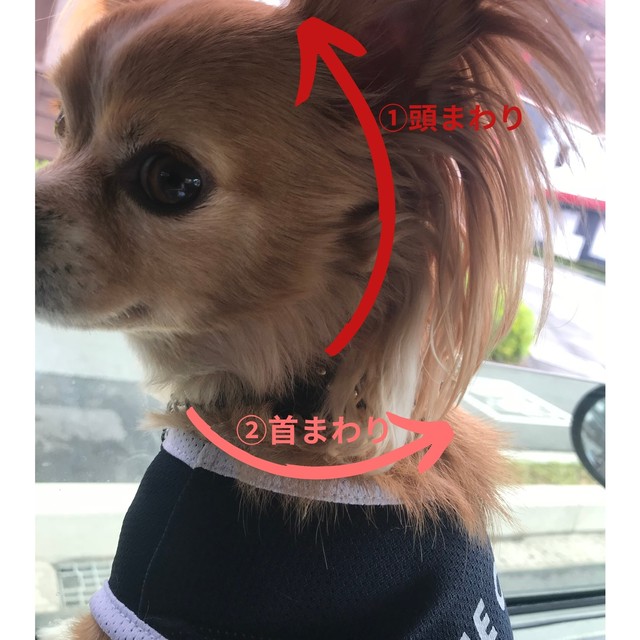 本革レザーハーフチョーク首輪 真鍮コンチョ 小型犬用 Shine Handmade Leather