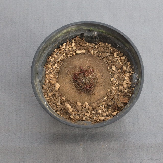 数量限定 原種シクラメン コウム 4号鉢 横山園芸 Yokoyama Nursery 公式オンラインショップ 通信販売