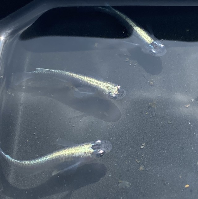 ベビーピンクメダカ卵15個 あっくんのメダカ市場